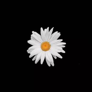 成人午夜性视频欧美成人
